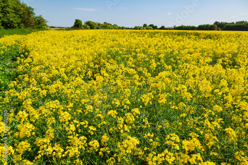Flowering Oilseed Rape Field in Kent England