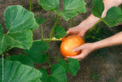 Hands of someone gardening and harvesting a pumpkin from its plant in an organic vegetable garden with fertile soil. 