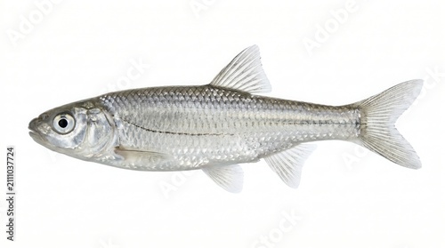 Common shiner fish isolated on white background