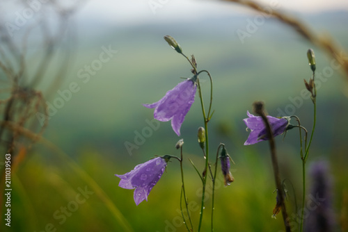 Purple harebell flowers covered with raindrops in a Siberian field
