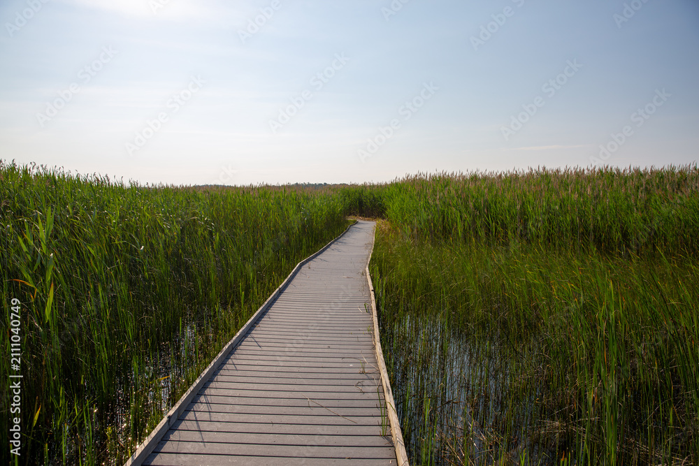 Obraz premium Wooden Boardwalk Winding Through Green Marsh Under Summer Sunlight