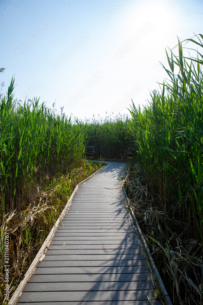 Fototapeta premium Wooden Boardwalk Winding Through Green Marsh Under Summer Sunlight