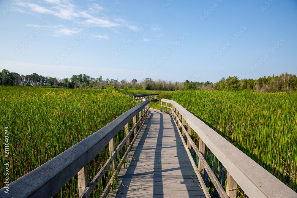 Fototapeta premium Wooden Boardwalk Winding Through Green Marsh Under Summer Sunlight