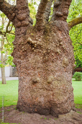 Knotted Plane Tree at Canterbury Cathedral England