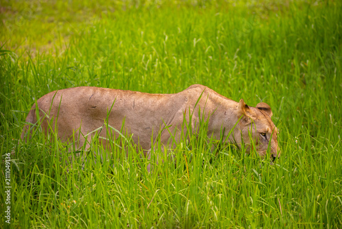 Photography A close-up of a lioness against a backdrop of green grass