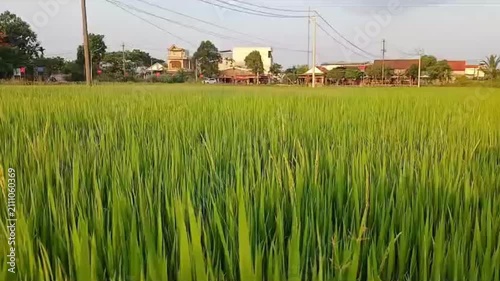Lush Green Rice Field with Ripening Rice in Vietnam