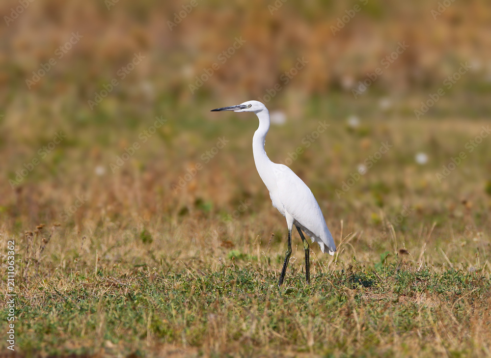Fototapeta premium A slender little egret standing in grassy marshland, looking attentively to the side.