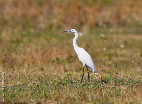 Принти на полотні A slender little egret standing in grassy marshland, looking attentively to the side