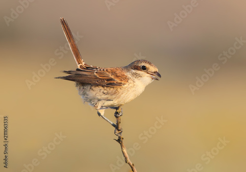 фотографія A juvenile red-backed shrike balancing on a very thin vertical twig with its tail cocked upwards