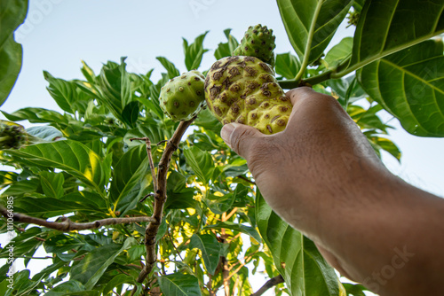Cuadro en lienzo Farmer Picking Fresh Noni Fruit on Organic Plantation, Hand Harvesting Ripe Noni