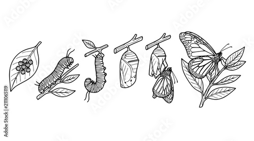 Cuadro en lienzo Monarch Butterfly Life Cycle Diagram Vector Set Featuring Hand Drawn Vintage Lin