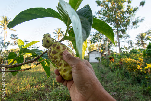 Cuadro en lienzo Farmer Picking Fresh Noni Fruit on Organic Plantation, Hand Harvesting Ripe Noni