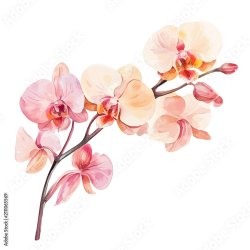 Phalaenopsis Orchid Branch, playful watercolor vector painting with subtle shadowing and soft gradients, isolated on a white background.
