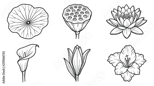 Foto Lotus flower line art collection, botanical lily and calla lily vector set, 6 fl