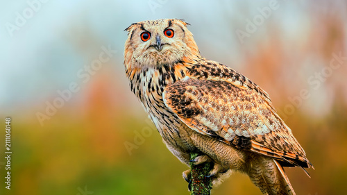 Obraz na płótnie A majestic eagle owl perched on a branch with striking orang