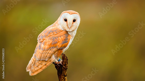 Bild auf Leinwand A barn owl perched on a wooden post against a blurred background.