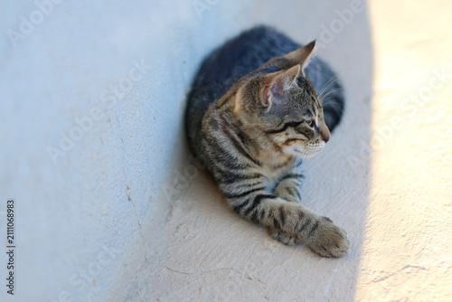 Photos Cute cat in a Mediterranean garden. Selective focus.
