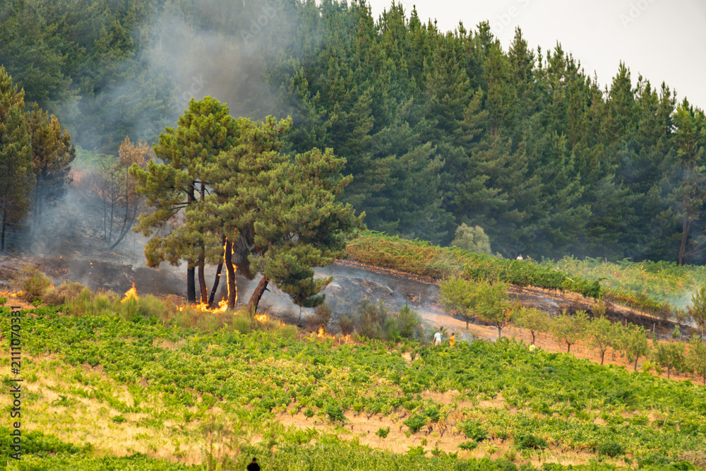 Obraz premium Wildfire spreading through a pine forest, threatening an adjacent vineyard. Smoke rises above the burning trees and dry landscape