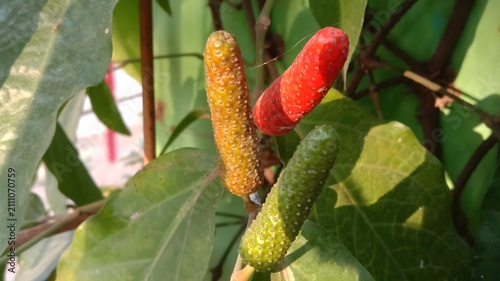 Buah Cabai Jawa Segar di Pohon dengan Tiga Warna Tingkat Kematangan Berbeda