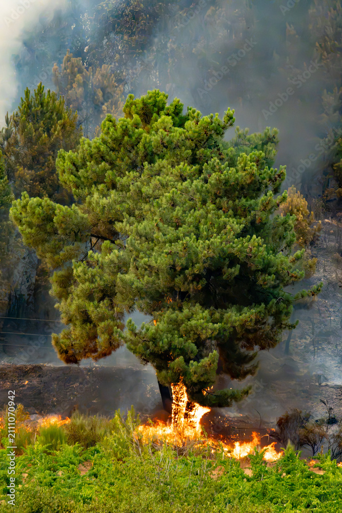 Fototapeta premium Flames consuming tree trunk during extensive forest fire. Smoke fills the background with burnt vegetation