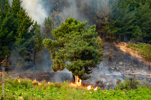 Foto Wildfire burning a section of forest and agricultural land, generating smoke and