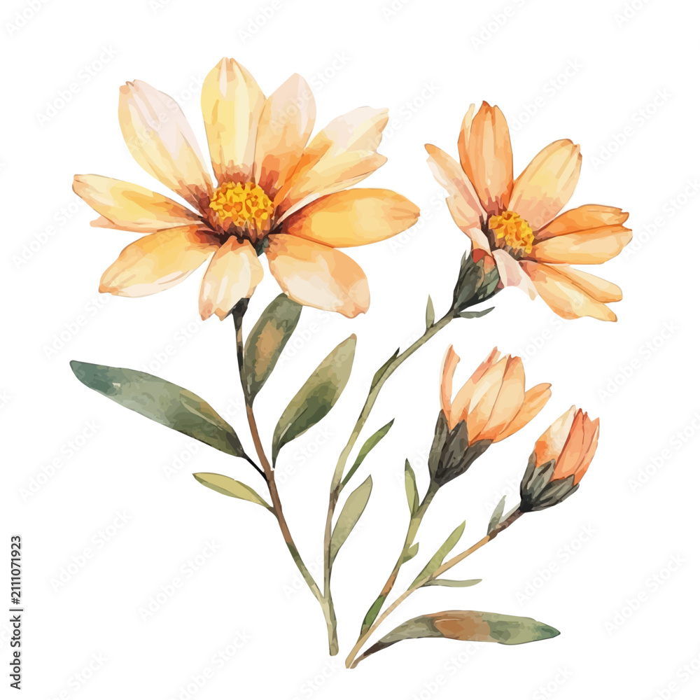 Fototapeta premium watercolor hand-drawn of Gazania Branch, isolated on a white background.