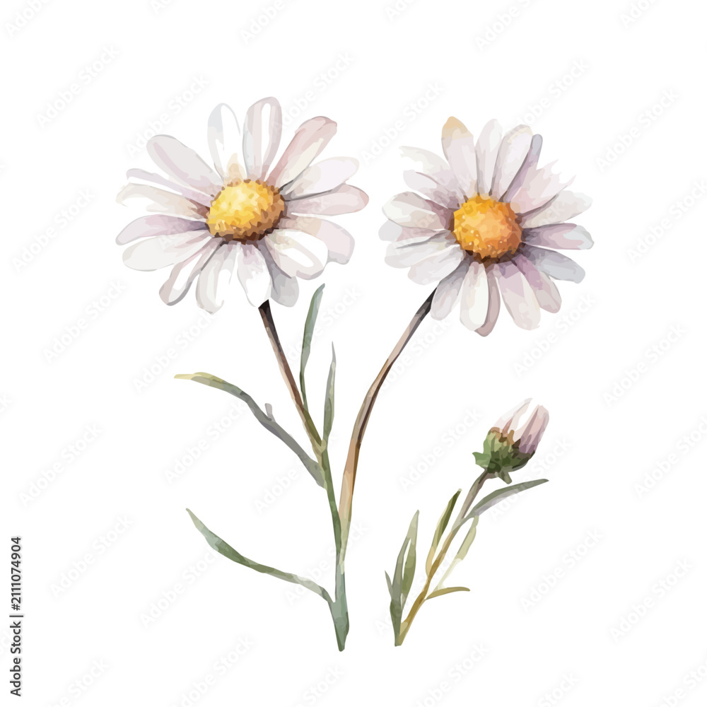 Fototapeta premium Dahlberg Daisy Branch, lively watercolor vector drawing with intricate brush, isolated on a white background.
