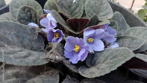 Bunga African Violet Ungu Kebiruan Melekar Indah di Antara Daun Berbulu Tebal