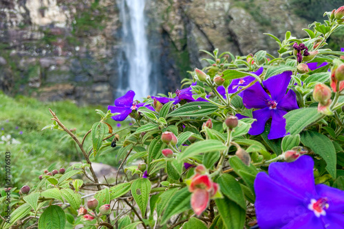 violet flowers in the waterfall