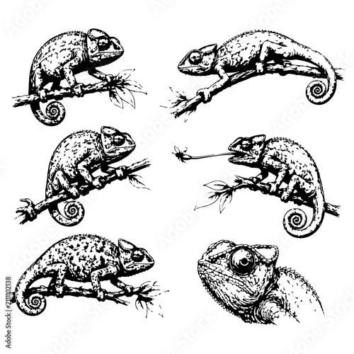 Hand Drawn Chameleon Reptile Sketch Set