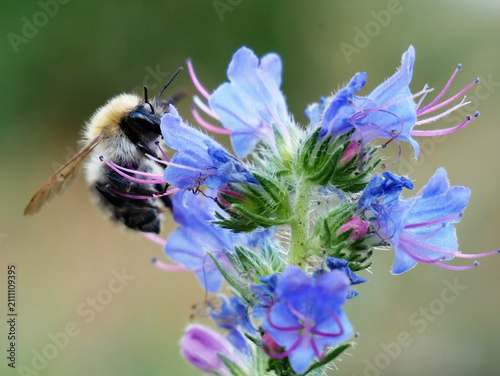 Cuadro en lienzo A fuzzy bee is collecting nectar from a cluster of small purple and blue flowers