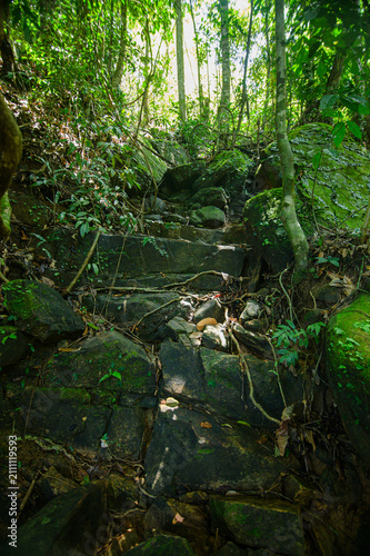 Lush Tropical Forest with Steep Rocky Path and Green Canopy
