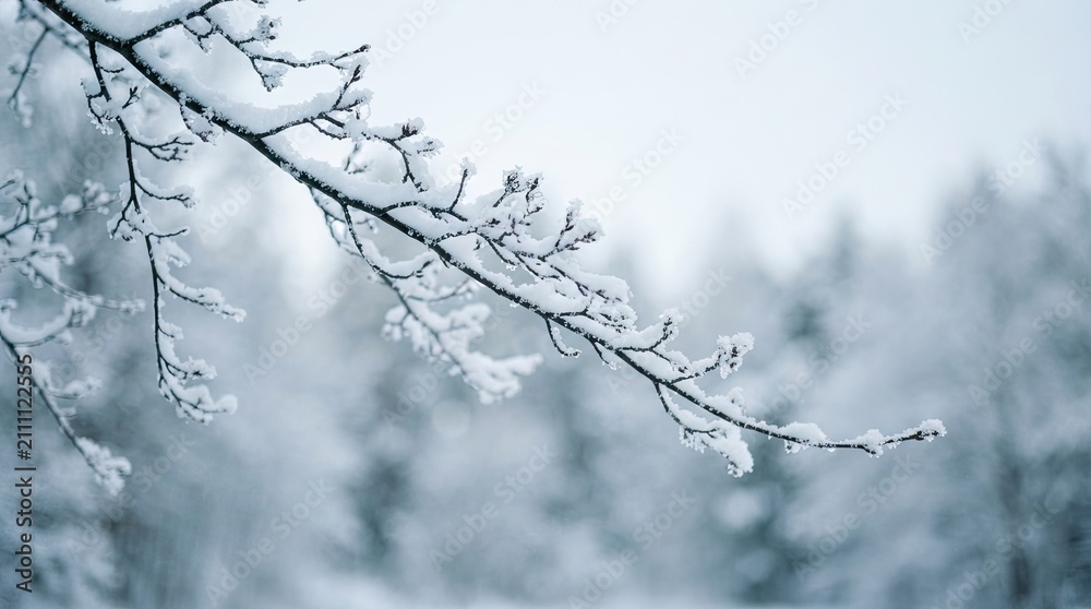 Obraz premium snow covered branches