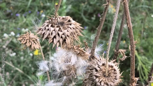 Close-up of dried thistle seed heads with fluffy white seeds in a natural meadow. Detailed shots of mature plant pods releasing pappus in autumn.