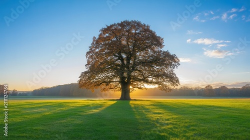 A single oak tree glows in autumn sun. Nature scene for ecology concepts.