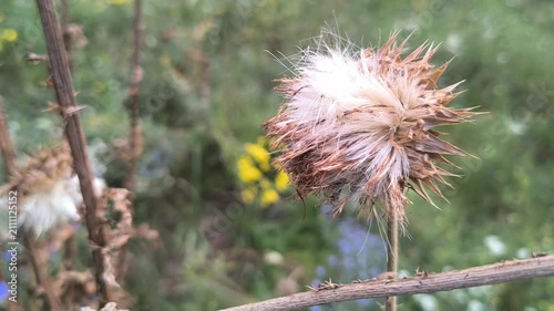 Close-up of dried thistle seed heads with fluffy white seeds in a natural meadow. Detailed shots of mature plant pods releasing pappus in autumn.