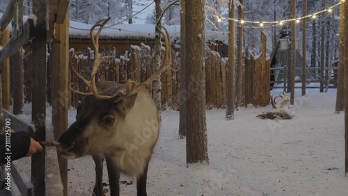 A reindeer with large antlers eats a green leaf from a hand in a snowy winter park surrounded by pine trees and string lights