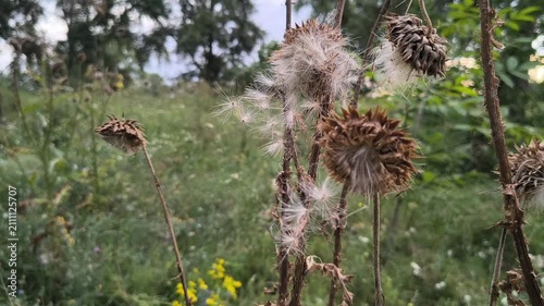 Close-up of dried thistle seed heads with fluffy white seeds in a natural meadow. Detailed shots of mature plant pods releasing pappus in autumn.