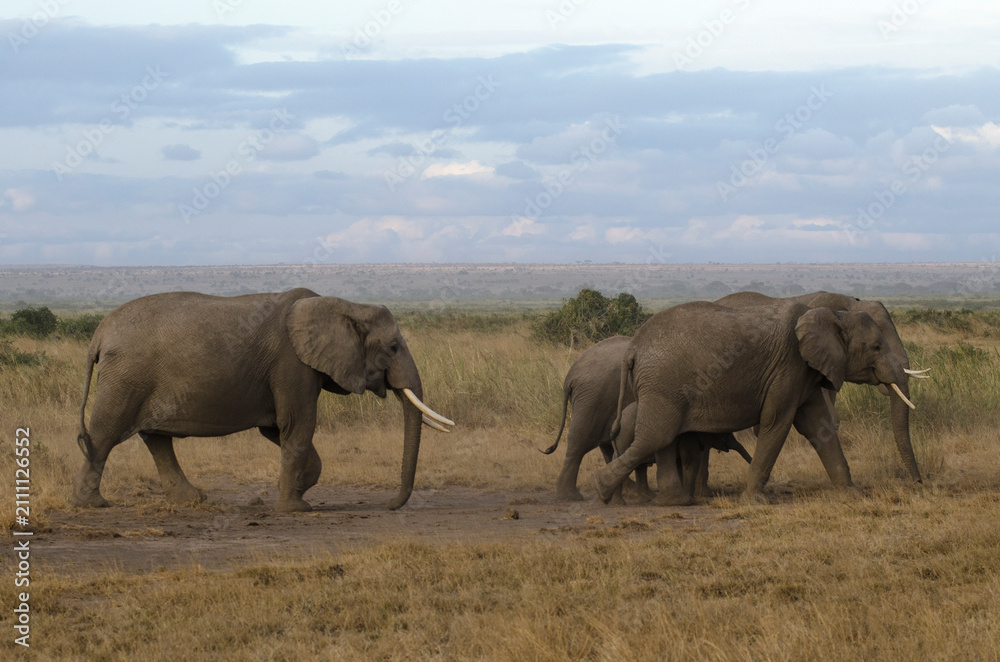 Fototapeta premium Elephant d'Afrique,