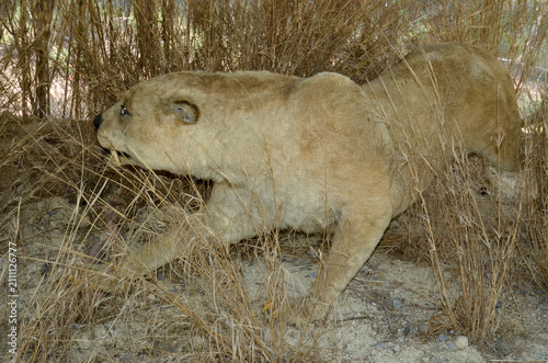 Cuadro en lienzo tigre a dent de sabre,