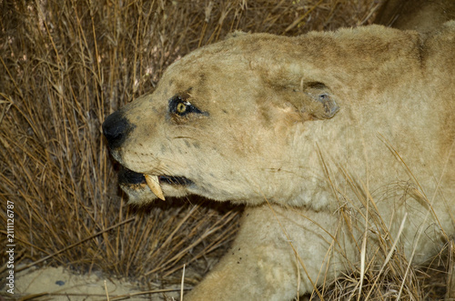 Cuadro en lienzo tigre a dent de sabre,