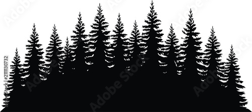 Bild auf Leinwand Silhouette of dense evergreen forest with varied tree heights trees pine