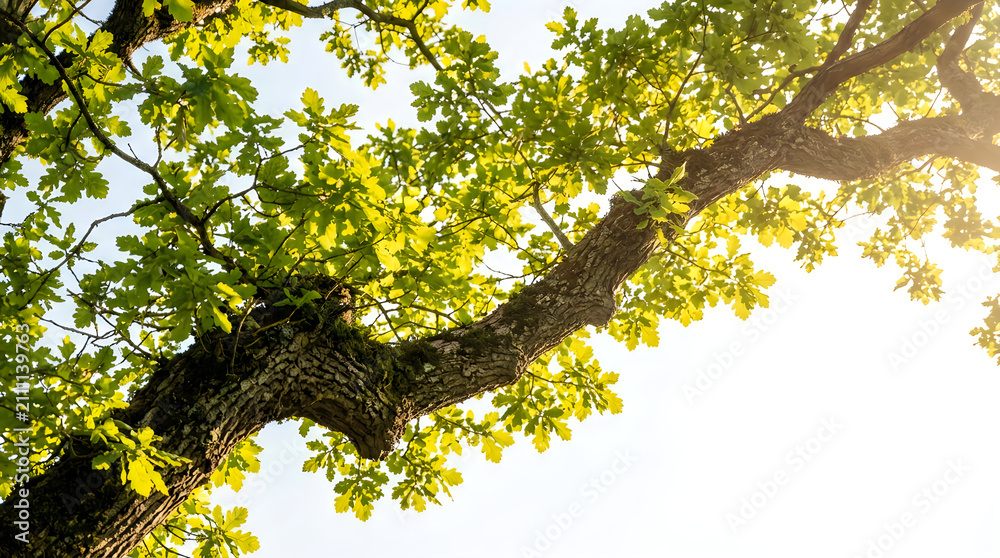 Fototapeta premium Sunlit oak tree branches spreading against clear bright summer sky with sunlight