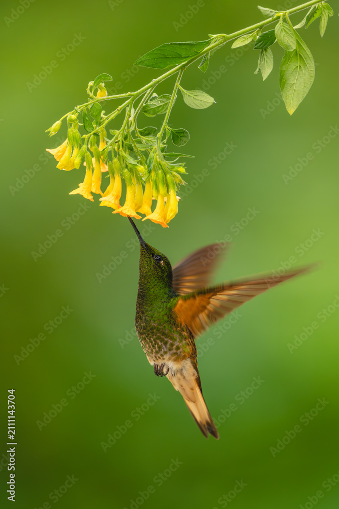 Fototapeta premium Fawn-breasted brilliant hovers drinking from yellow flower