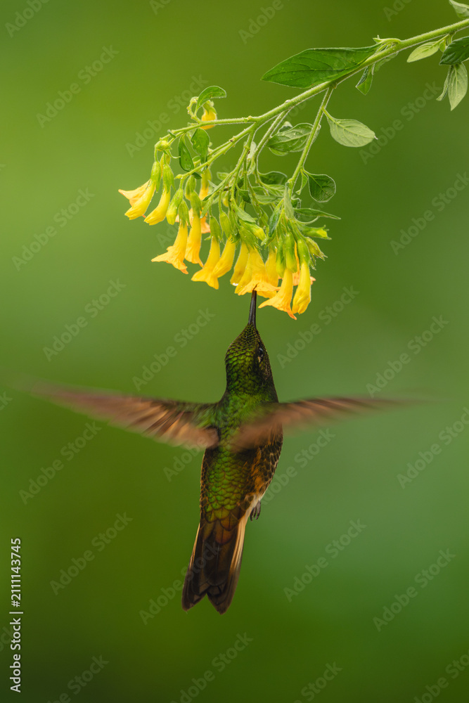 Fototapeta premium Fawn-breasted brilliant hovers drinking underneath yellow flower