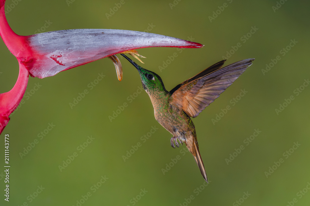 Fototapeta premium Fawn-breasted brilliant hovers feeding beneath heliconia flower