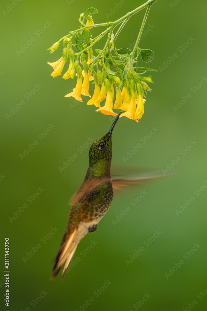 Fototapeta premium Fawn-breasted brilliant hovers feeding beneath yellow flower