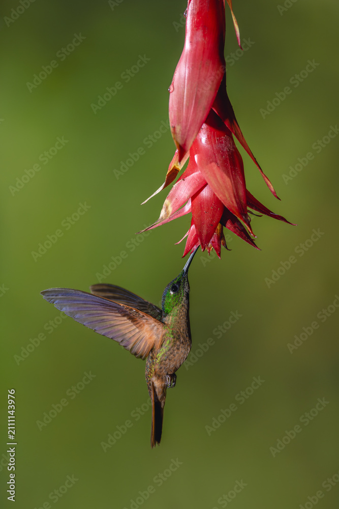 Obraz premium Fawn-breasted brilliant lifts wings below red flower