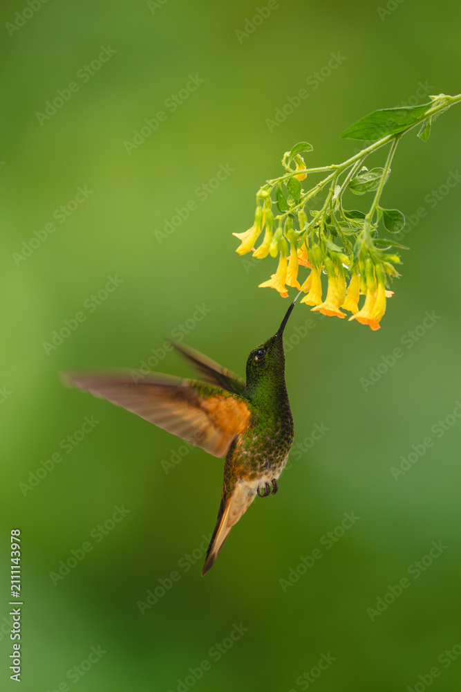 Obraz premium Fawn-breasted brilliant hovers underneath yellow flower drinking