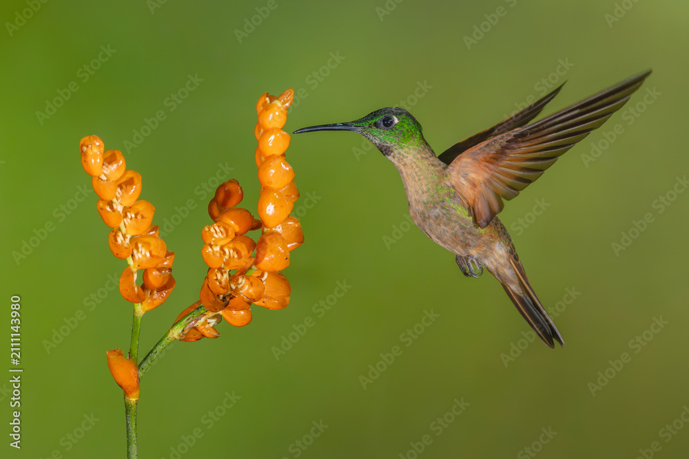 Obraz premium Fawn-breasted brilliant lifts wings by orange flower